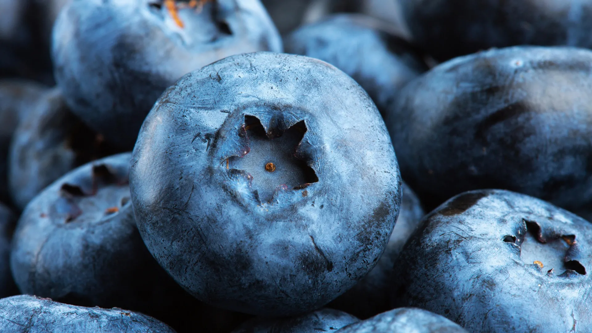 Blueberry Compound Pterostilbene May Reduce Fat Buildup in Muscle Cells