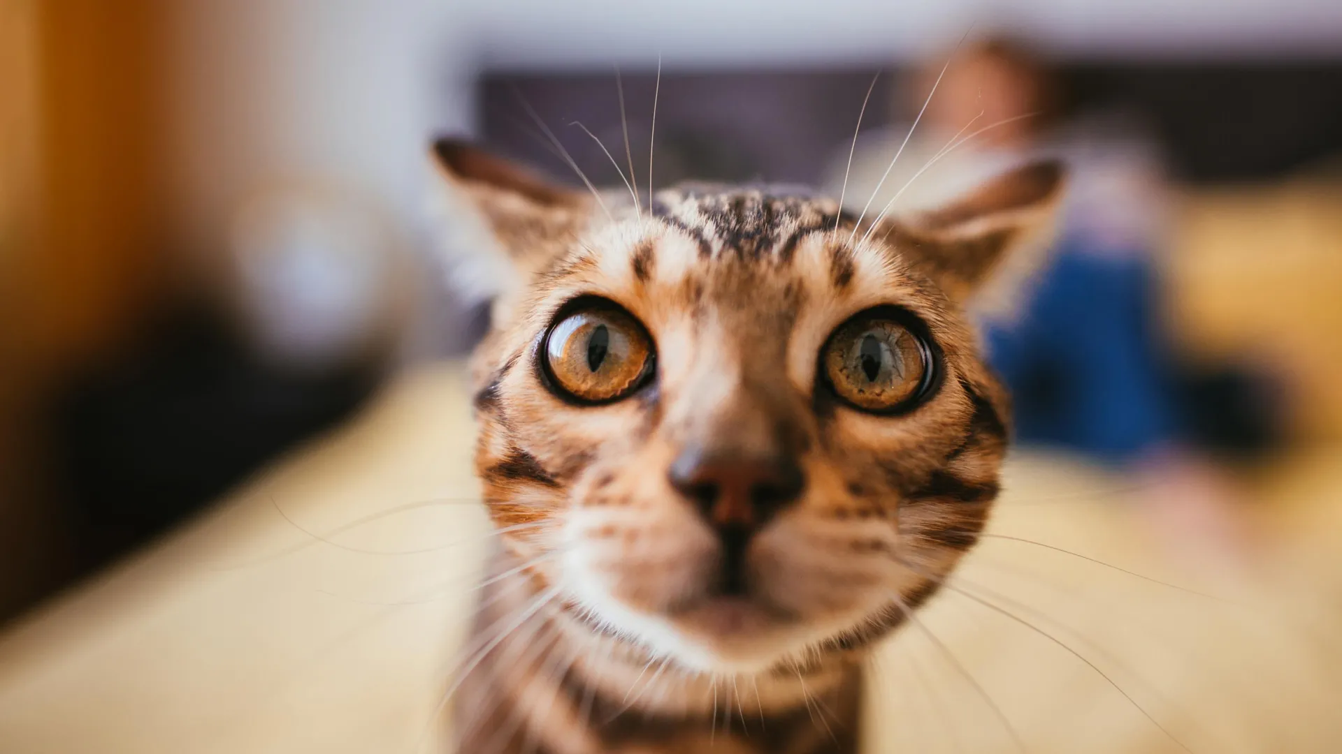 Large International Study Unlocks Genetic Secrets of Cat Cancer