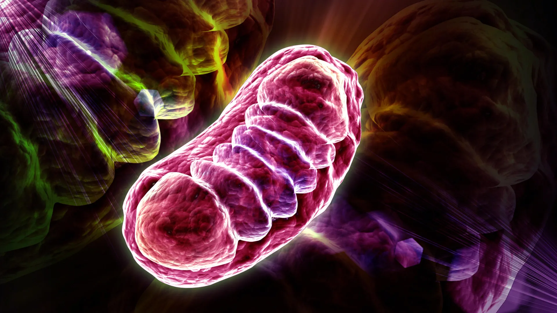 Leucine Amino Acid Found to Boost Mitochondrial Energy Production