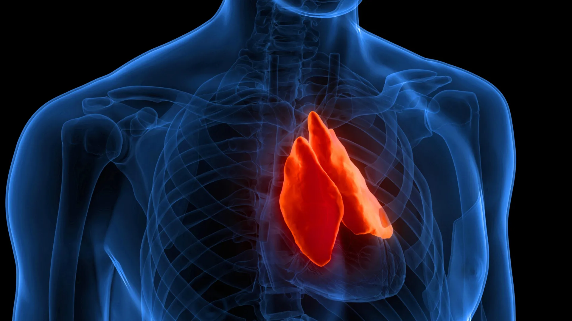 Thymus Health Linked to Longevity and Cancer Treatment Response