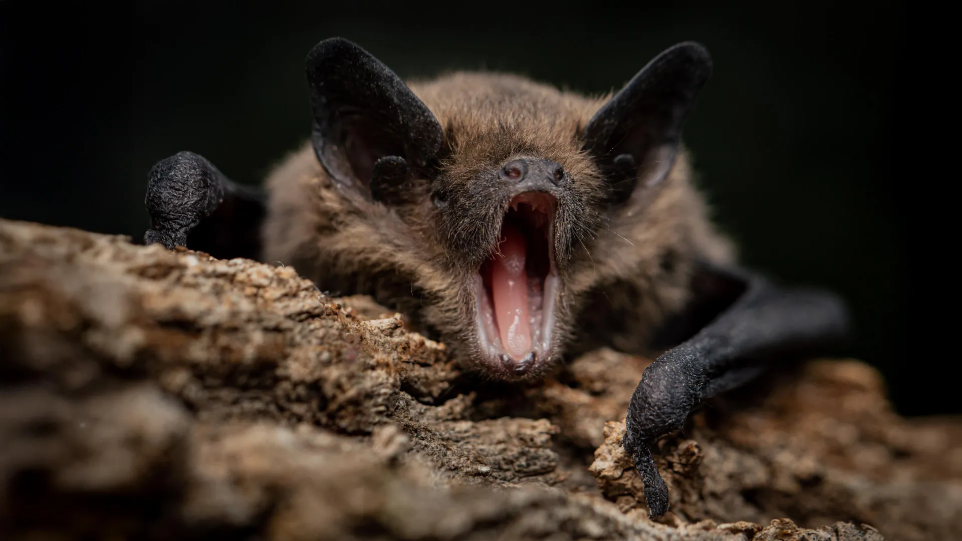 Vesper Bats Carry Two Antibody Gene Sets, Unlike All Other Mammals