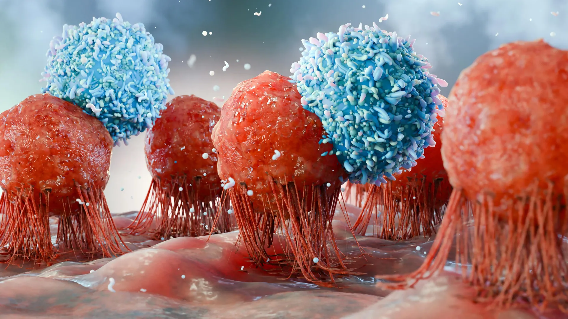 Yeast Supplement Boosts Cancer-Fighting Immune Cells in Obese Mice